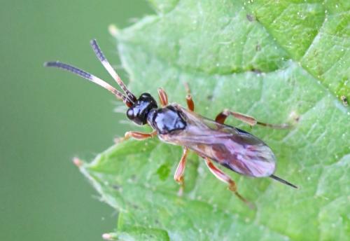 Phygadeuontinae